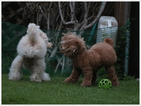 b0175688_20165223.gif