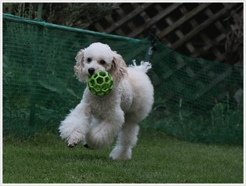 b0175688_20192658.gif