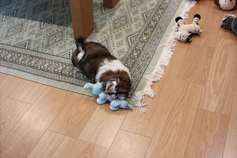 c0090198_18384264.jpg