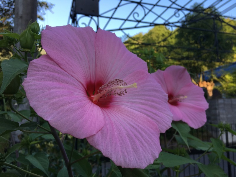 藪萱草_b0220002_06344165.jpeg