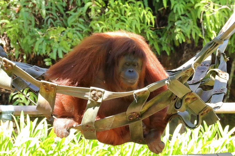 ボルネオ島の素朴な動物園 ロッカウィ ワイルドライフ パーク 旅プラスの日記