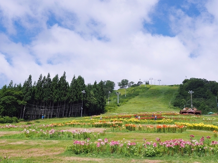 ダイナランドゆり園　2018　その2_e0075403_08164566.jpg