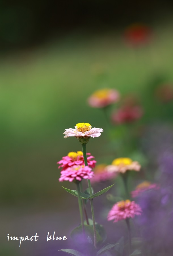 アイガモ公園の花壇にて(^^)/_a0355908_16024151.jpg