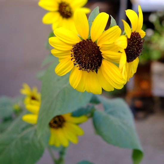 a0234410_16454233.jpg