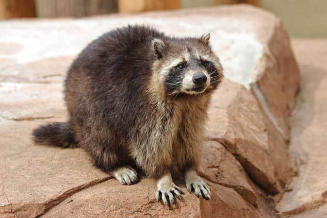 アライグマ「クロ」（井の頭自然文化園） : 続々・動物園ありマス。