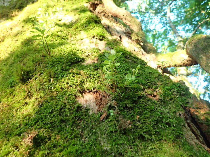 f0193521_20302571.jpg