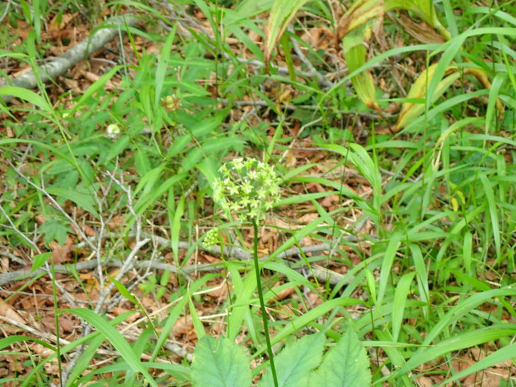 f0193521_4284291.jpg