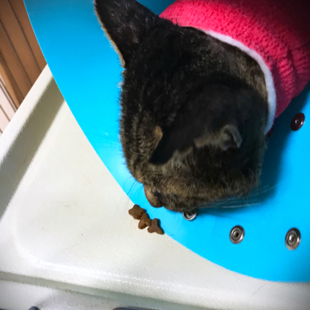 きっと優しい子_d0355333_19313848.jpg