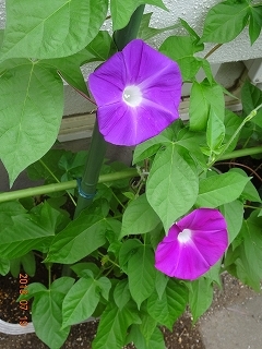 c0147935_11015764.jpg