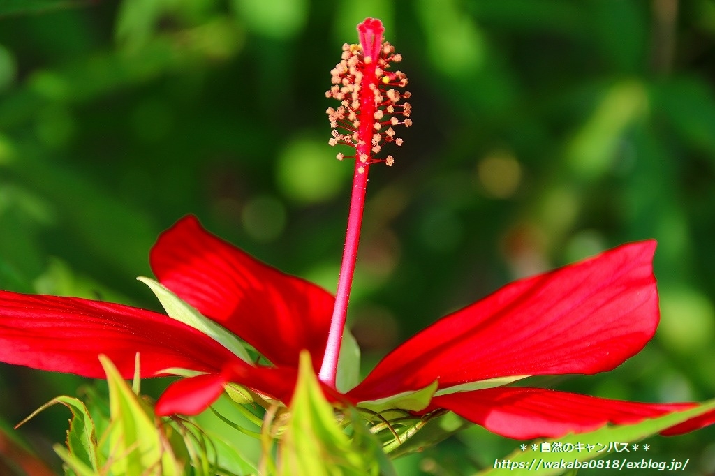 芙蓉の花は蕊が上を向いている・・・_e0052135_15375678.jpg