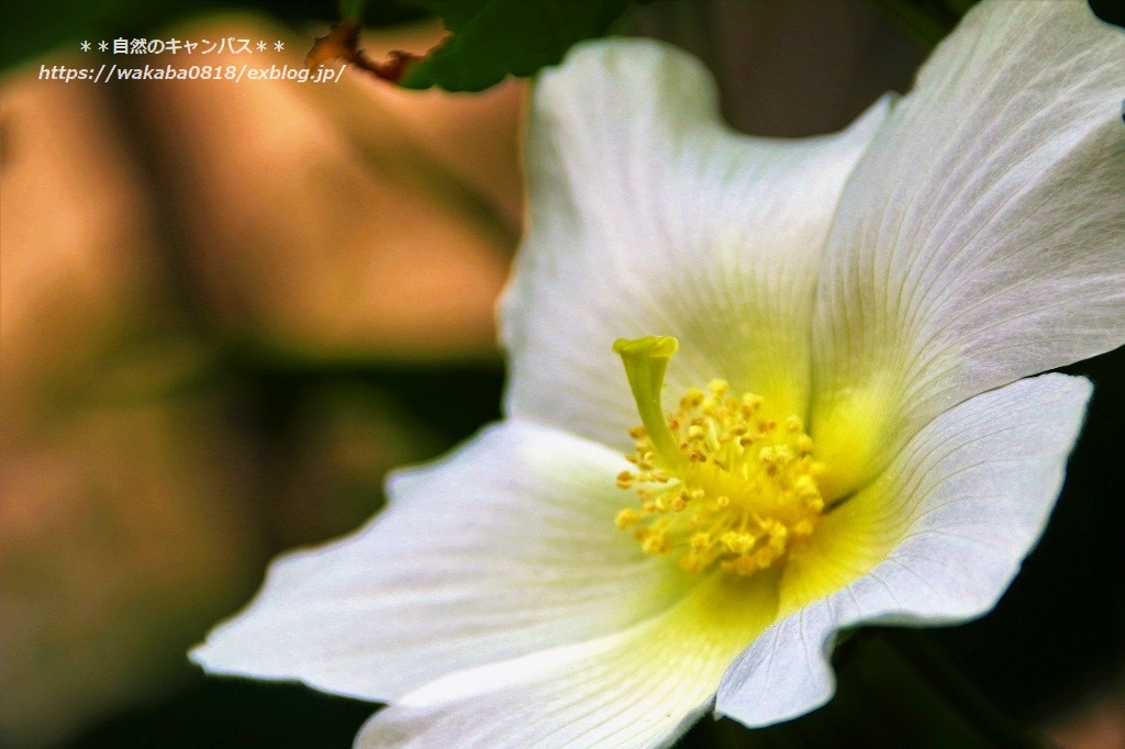 芙蓉の花は蕊が上を向いている・・・_e0052135_15380325.jpg