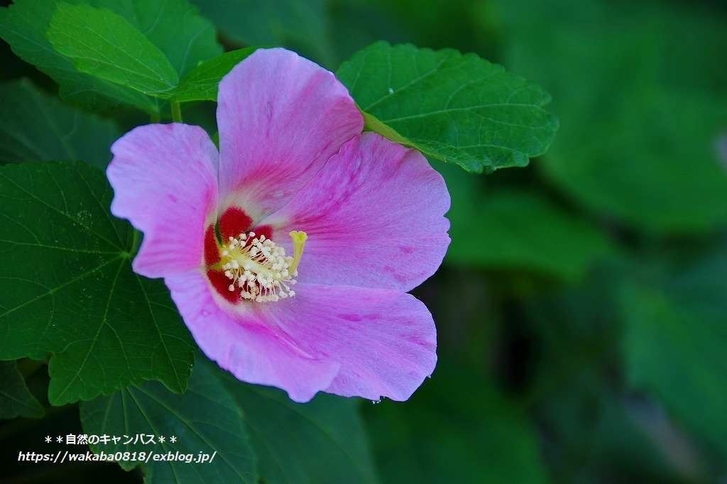 芙蓉の花は蕊が上を向いている・・・_e0052135_15380950.jpg