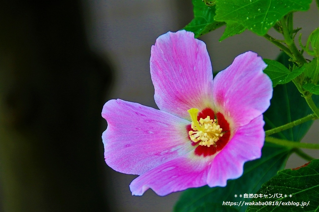 芙蓉の花は蕊が上を向いている・・・_e0052135_15381622.jpg