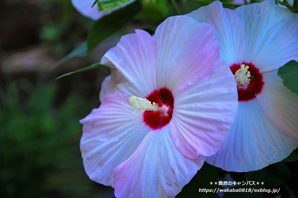 芙蓉の花は蕊が上を向いている・・・_e0052135_15382400.jpg