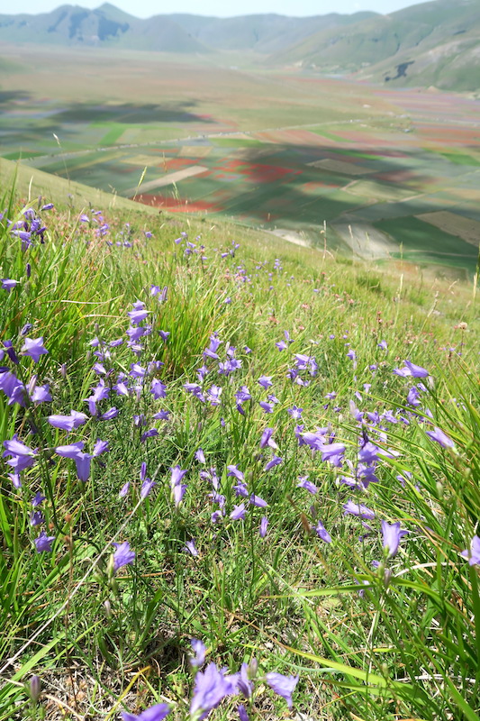 花咲く山から花満つる野へ、カステッルッチョ_f0234936_5354851.jpg