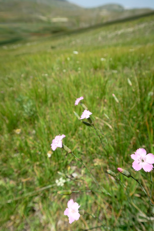 花咲く山から花満つる野へ、カステッルッチョ_f0234936_5552057.jpg
