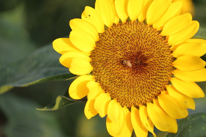 ヒマワリ&#127803;in佐倉ふるさと広場2018−1_d0168652_09393980.jpg