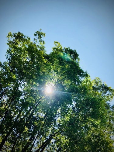 木陰夏風キラキラ_e0071652_12101989.jpg