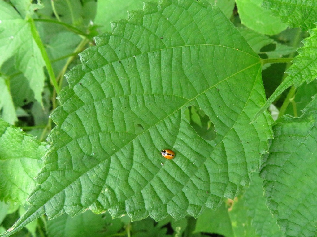 a0018655_10313440.jpg