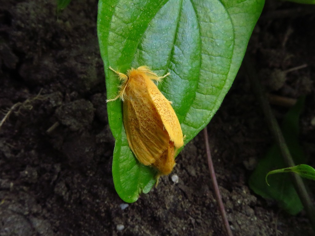 a0018655_10313568.jpg