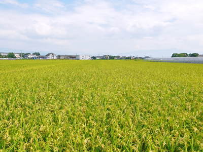 七城米　長尾農園　現在販売中の七城米は残りわずか！令和4年度のお米も美しすぎる田んぼで元気に成長中_a0254656_18303372.jpg