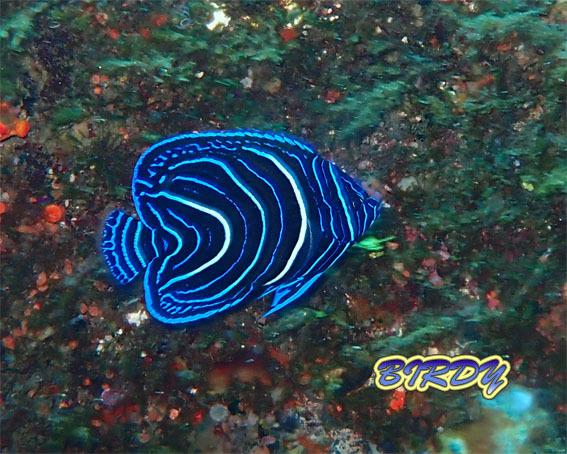 サザナミヤッコ_e0273365_18165176.jpg