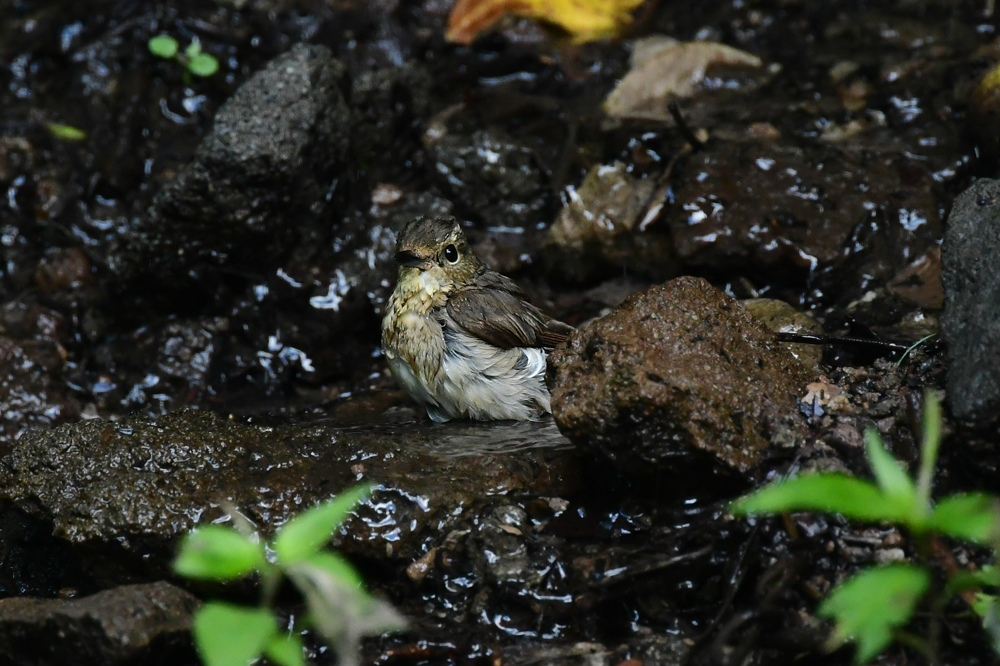 人気の水場で コサメビタキ キビタキ_f0053272_22074236.jpg