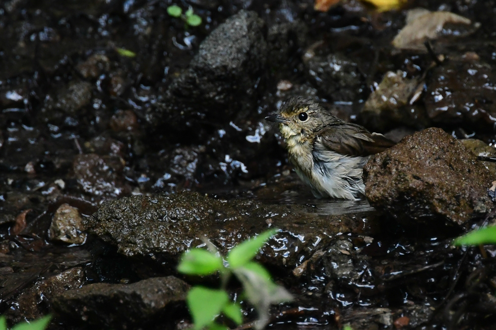 人気の水場で コサメビタキ キビタキ_f0053272_22075036.jpg