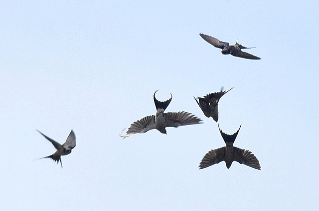 鳥ドラでコシアカツバメ_d0377780_00160183.jpg