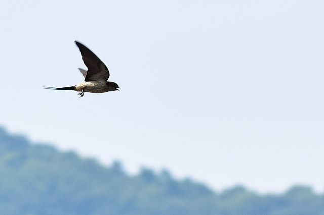 鳥ドラでコシアカツバメ_d0377780_00160908.jpg