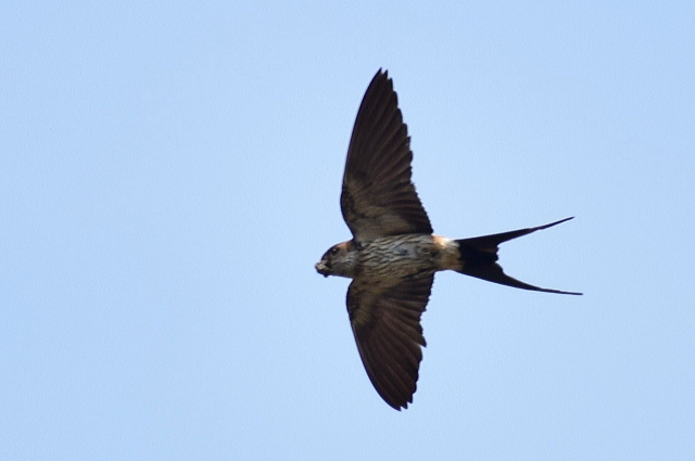 鳥ドラでコシアカツバメ_d0377780_00162516.jpg