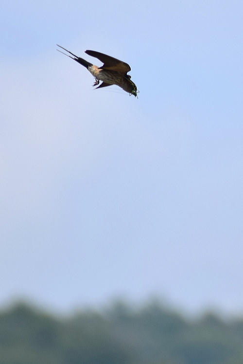 鳥ドラでコシアカツバメ_d0377780_00163201.jpg