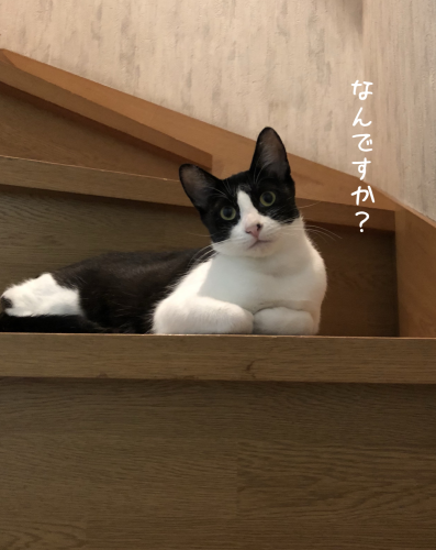 a0216583_23352641.png
