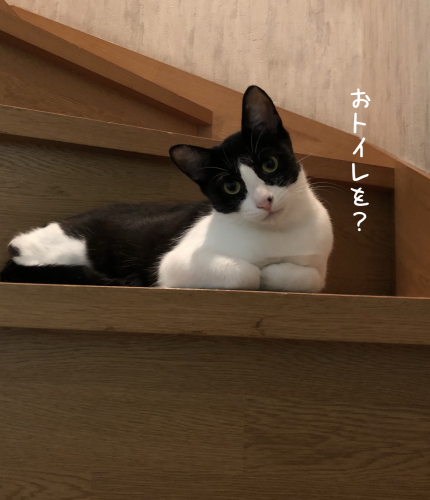 a0216583_23352882.png