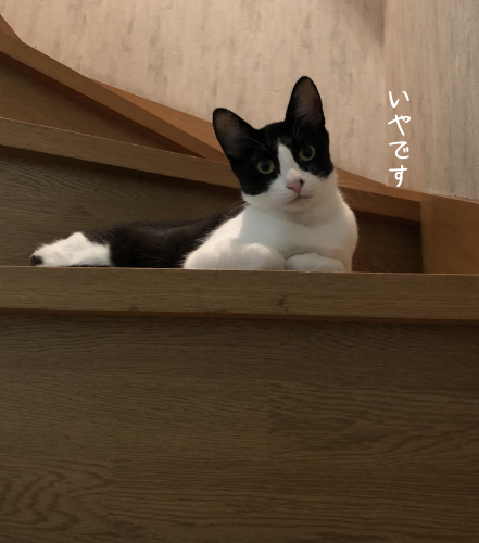 a0216583_23353263.png