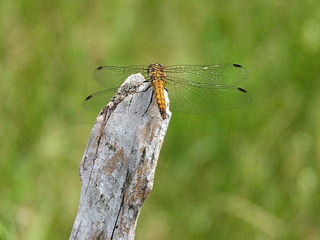 f0357487_15003874.jpg