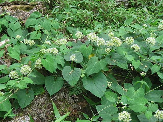 f0357487_15015902.jpg
