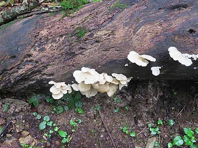 f0357487_20300804.jpg