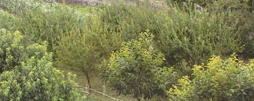 ●ボウフラはさらに笑う_d0053294_11125209.jpg