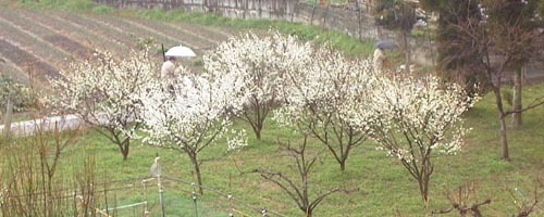 ●小倉百人一首殿堂 時雨殿_d0053294_11370891.jpg