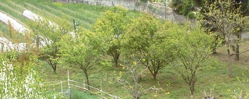 ●「GREENFIELDS」_d0053294_12292966.jpg