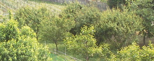 d0053294_12375815.jpg