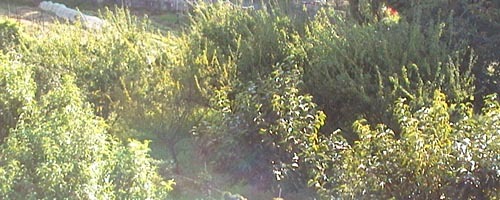 ●オニオニッビ_d0053294_12501681.jpg