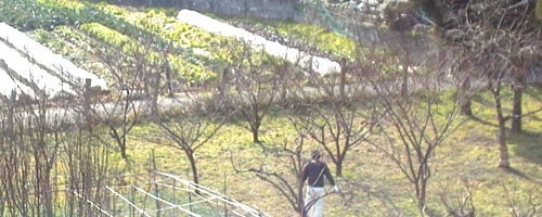 ●偏平爬虫類のヤモリと黄昏過ぎたモスキート_d0053294_13254896.jpg