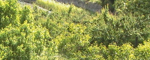 ●バンパゴッタ_d0053294_14334110.jpg