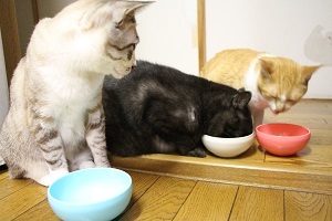 朝ごはんタイム_a0333195_09222853.jpg