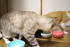 朝ごはんタイム_a0333195_09223619.jpg