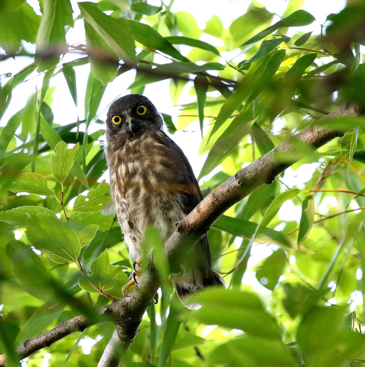 アオバズク騒動 が終わりました 一期一会の野鳥たち アオバズク騒動 が終わりました 一期一会の野鳥たち
