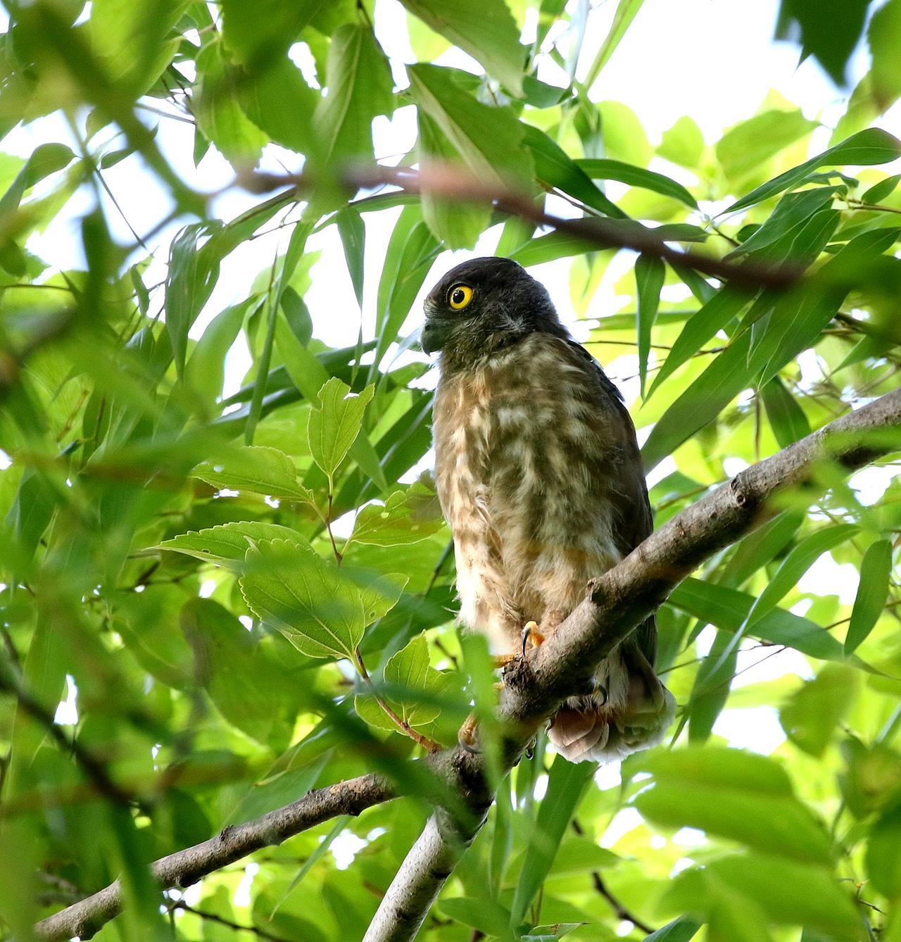 アオバズク騒動？が終わりました・・・_c0213607_12052218.jpg