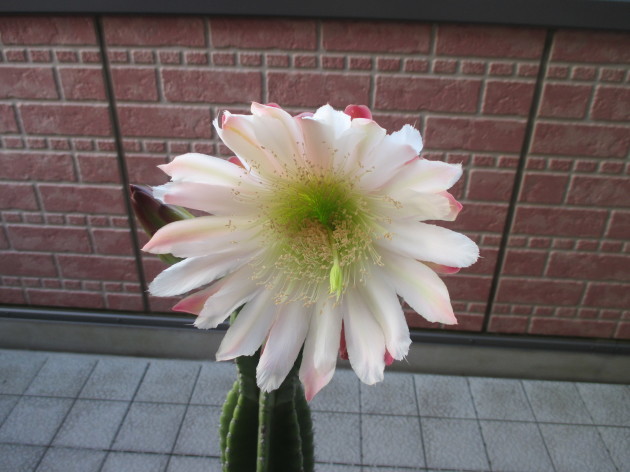 b0183111_05532553.jpg